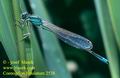 Coenagrion_lunulatum_2538