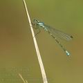 Coenagrion_lunulatum_ah6802