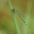 Coenagrion_lunulatum_ah6806