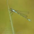 Coenagrion_lunulatum_ah6809