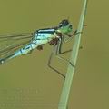 Coenagrion_lunulatum_ah6811