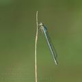 Coenagrion_lunulatum_ah6814