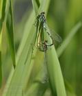 Coenagrion_lunulatum_bj9745