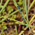 Coenagrion_mercuriale_bg8925