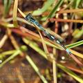 Coenagrion_mercuriale_bg8926