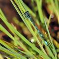 Coenagrion_mercuriale_bg8930