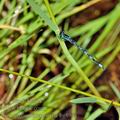 Coenagrion_mercuriale_bg8931