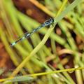 Coenagrion_mercuriale_bg8941