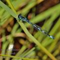 Coenagrion_mercuriale_bg8950