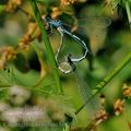 Coenagrion_ornatum_bh2637