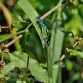 Coenagrion_ornatum_bh2640