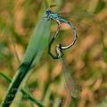 Coenagrion_ornatum_bh2642