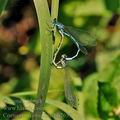 Coenagrion_ornatum_bh2653