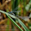 Coenagrion_ornatum_bh2657