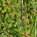 Coenagrion_ornatum_bh2661