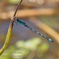 Coenagrion_ornatum_bh2666