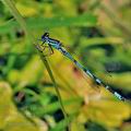 Coenagrion_ornatum_bh2671