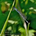 Coenagrion_ornatum_bh2679