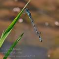 Coenagrion_ornatum_bh2713