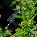 Coenagrion_ornatum_bh2724