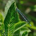 Coenagrion_ornatum_bh2727