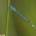 Coenagrion_puella_a372