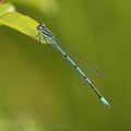 Coenagrion_puella_ae8441