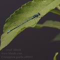 Coenagrion_puella_af0094