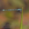 Coenagrion_puella_ai3562