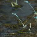 Coenagrion_puella_ak5953