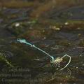 Coenagrion_puella_ak5959