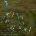 Coenagrion_puella_ak5977