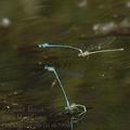 Coenagrion_puella_ak5996