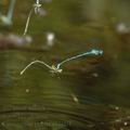 Coenagrion_puella_ak6004