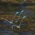 Coenagrion_puella_ak6024