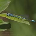 Coenagrion_puella_bc5960