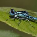 Coenagrion_puella_bc5972