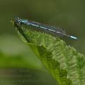 Coenagrion_puella_bc9724