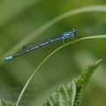 Coenagrion_puella_bc9745