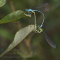 Coenagrion_puella_bd1929