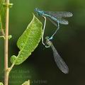 Coenagrion_puella_bd1946