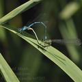 Coenagrion_puella_bd5297