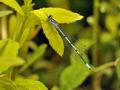 Coenagrion_puella_bf9166