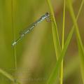 Coenagrion_puella_bg0195