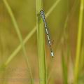 Coenagrion_puella_bg0211