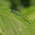 Coenagrion_puella_bg1158