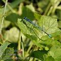 Coenagrion_puella_bg1161