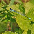 Coenagrion_puella_bg1170