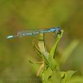 Coenagrion_puella_bh1023