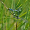 Coenagrion_puella_bh1032